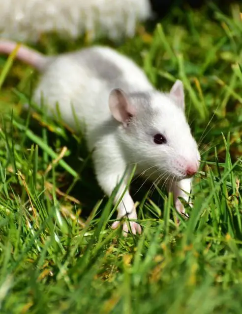 Different Types of Pet Rat Breeds! - Which One is For You? (2019)