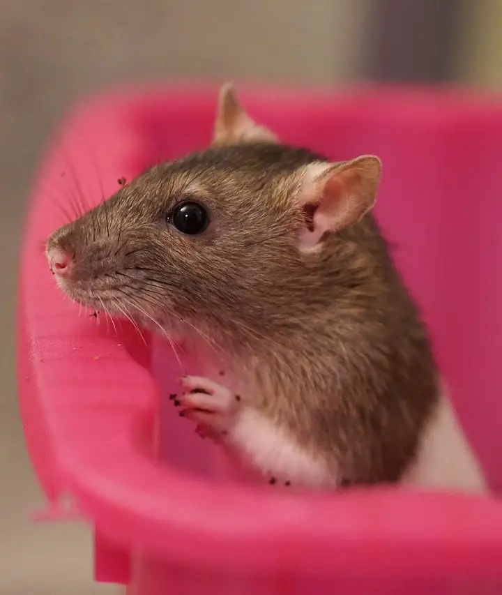 Different Types of Pet Rat Breeds! Which One is For You? (2019)