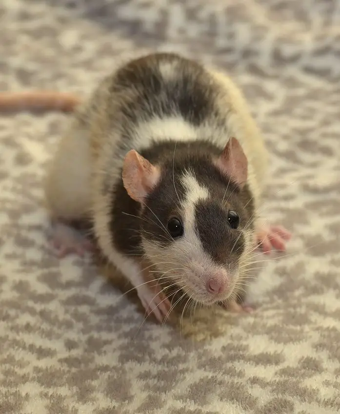 Different Types of Pet Rat Breeds! Which One is For You? (2019)