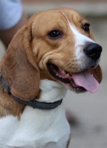 A small dog with its tongue out