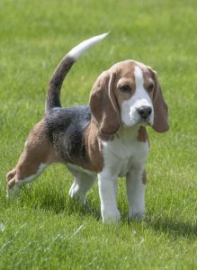 Beagle