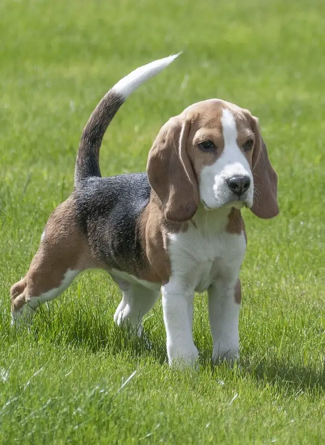 16 Beagle Pros And Cons - Is A Beagle Right For You?