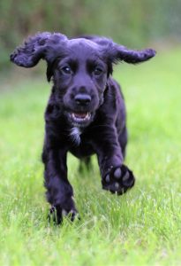 A cocker spaniel puppy 