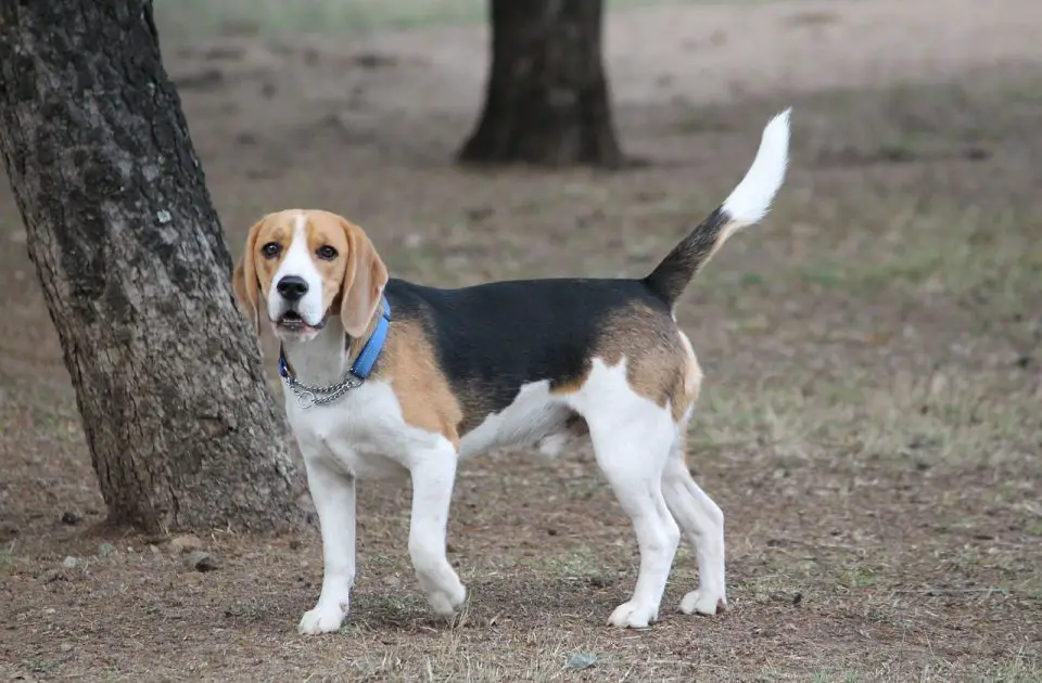 A small beagle