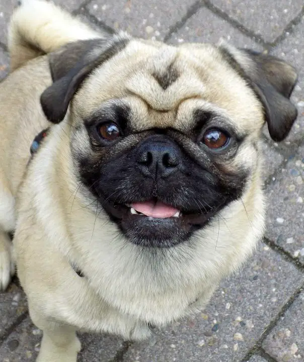 17 Pug Pros and Cons - Is a Pug the Right Dog for You?