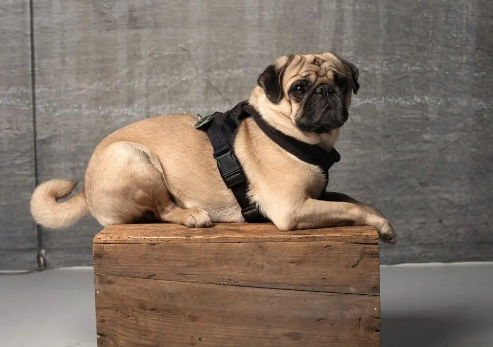 17 Pug Pros and Cons - Is a Pug the Right Dog for You?