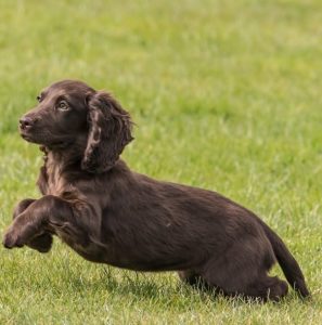 A cocker spaniel