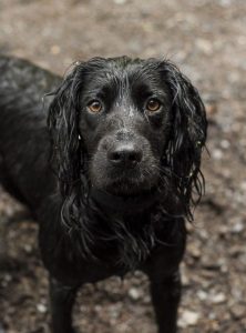 american cocker spaniel shedding a lot