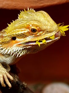 A bearded dragon