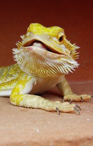 A bearded dragon