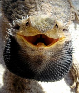 A bearded dragon