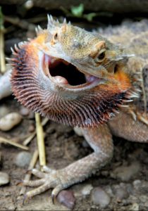 A bearded dragon