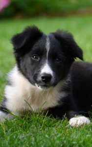 A border collie