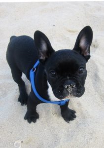 A small black puppy dog