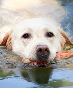 A swimming lab