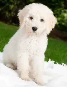 A labradoodle