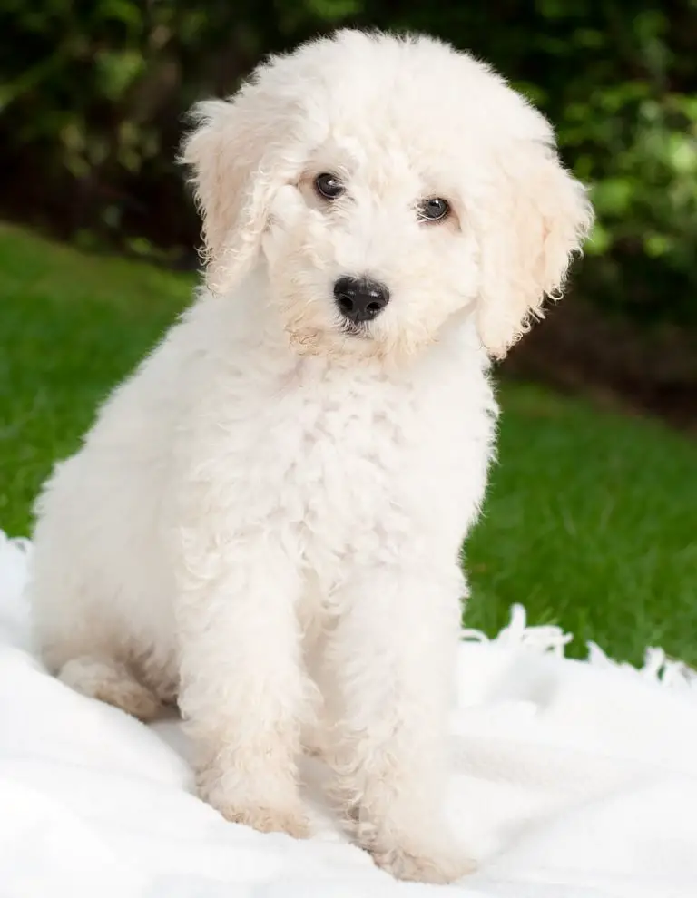 Do Labradoodles Shed? A Guide to Labradoodle Shedding!