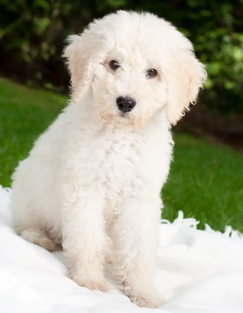 15 Labradoodle Pros And Cons! - Are Labradoodles Right For You?