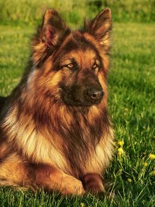 A German shepherd