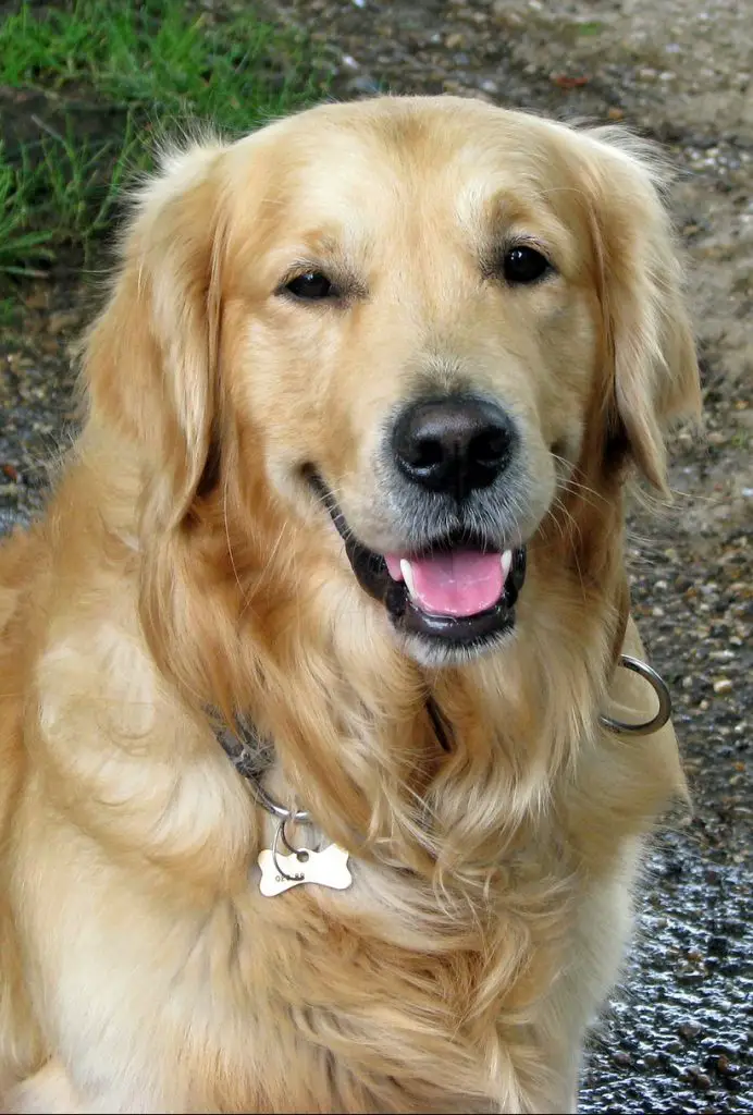 21 Golden Retriever Pros and Cons - Are They the Right Dogs for you?