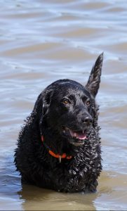 A black lab