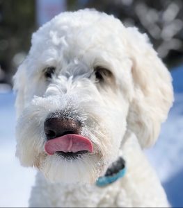 A Goldendoodle