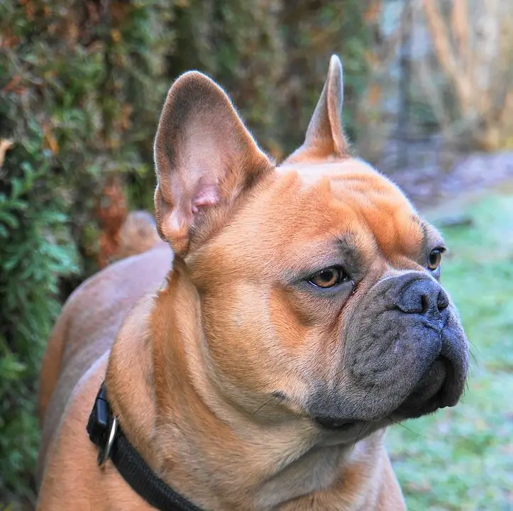 19-french-bulldog-pros-and-cons-is-this-the-right-dog-for-you