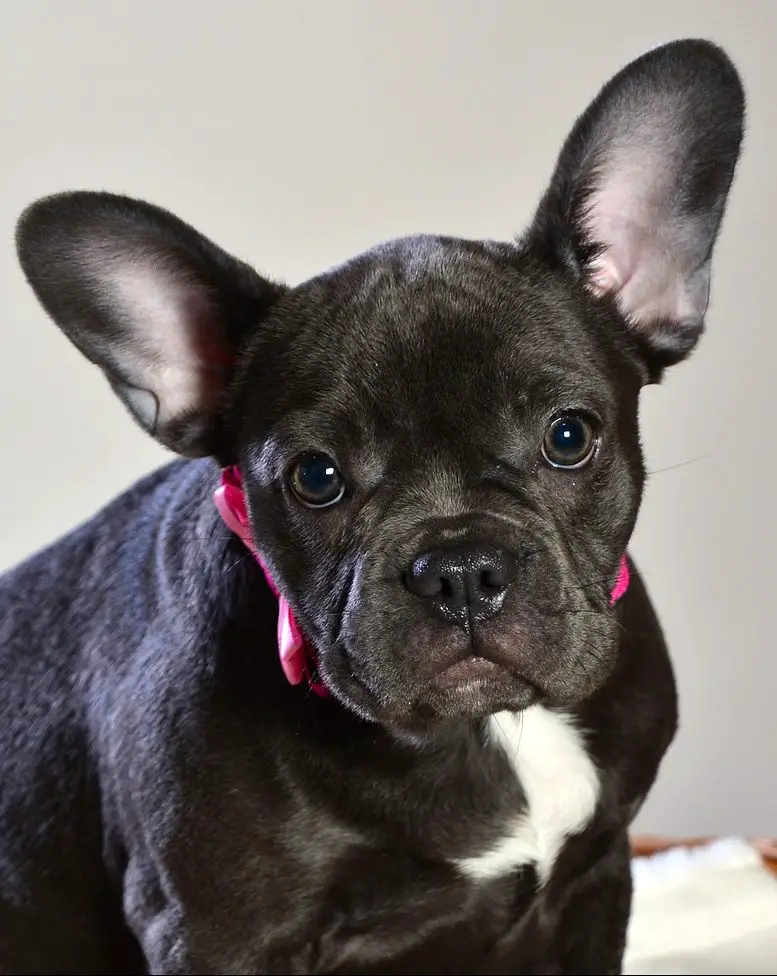 19 French Bulldog Pros And Cons - Is This The Right Dog For You?