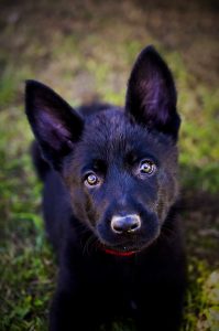 A black puppy