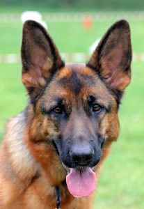 A large smiling dog