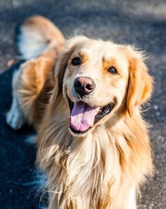 A smiling dog