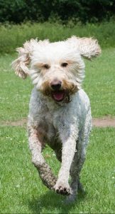 A Goldendoodle