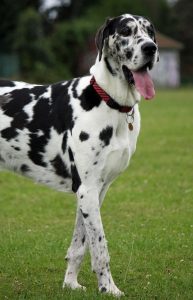 A great dane