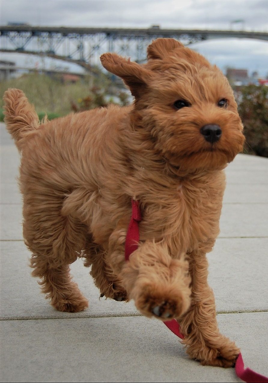 Do Labradoodles Shed? A Guide to Labradoodle Shedding!