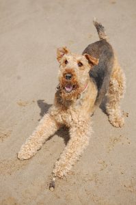 A airedale