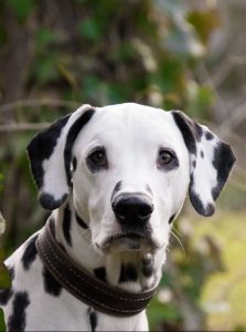 A Dalmatian