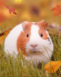 A guinea pig