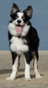 A border collie