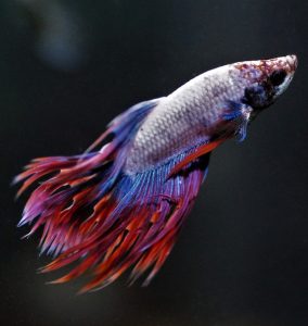 A betta