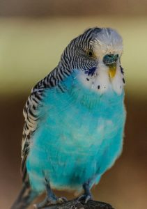 A parakeet