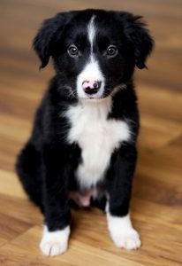 A border collie