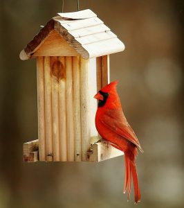 A cardinal bird