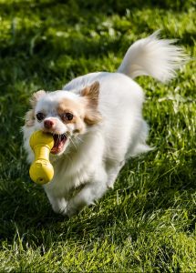 A dog with a toy