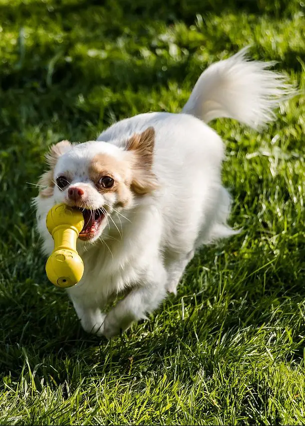 Top 5 Best Dog Toys Made in the USA! Officially Pets