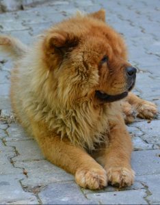 do chow chow shed