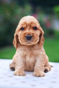 A cocker spaniel