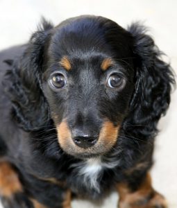 A dachshund