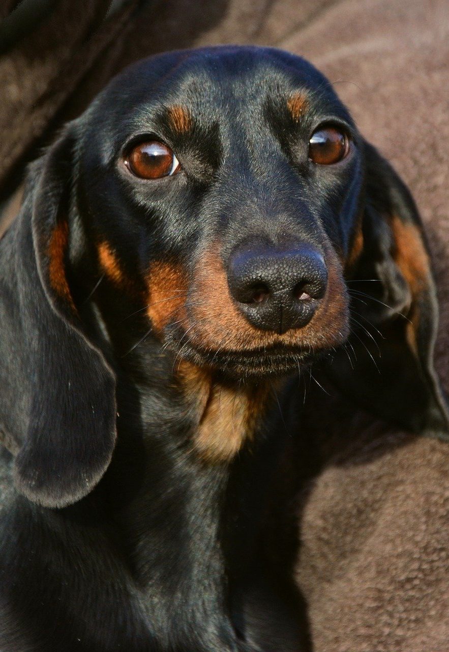 12 Dachshund Pros and Cons! - Is a Dachshund the right dog for you?