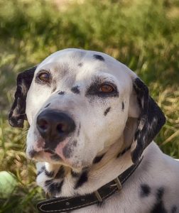 A Dalmatian