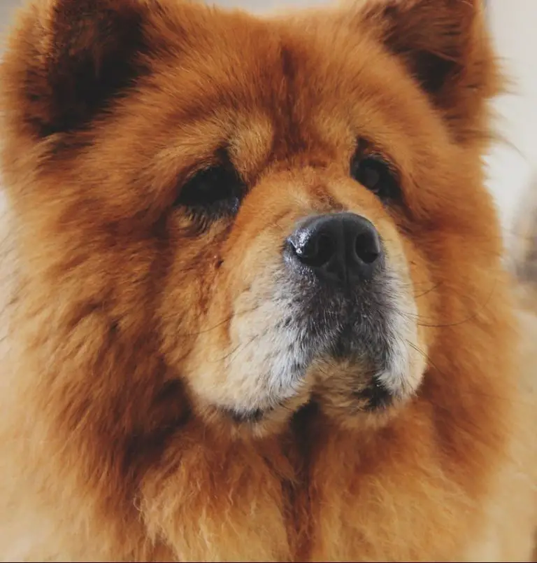 Do Chow Chows Shed? Chow Chow Shedding Guide!
